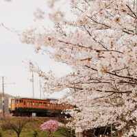 2016/04/05　桜と福塩線の105系を撮影に福塩線へ！